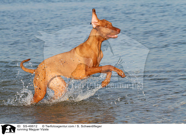 running Magyar Vizsla / SS-48612