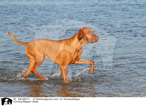 running Magyar Vizsla / SS-48613