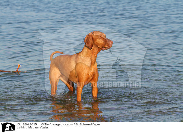 bathing Magyar Vizsla / SS-48615