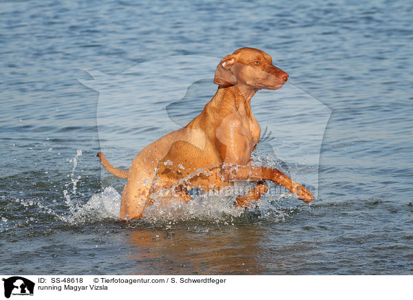 running Magyar Vizsla / SS-48618