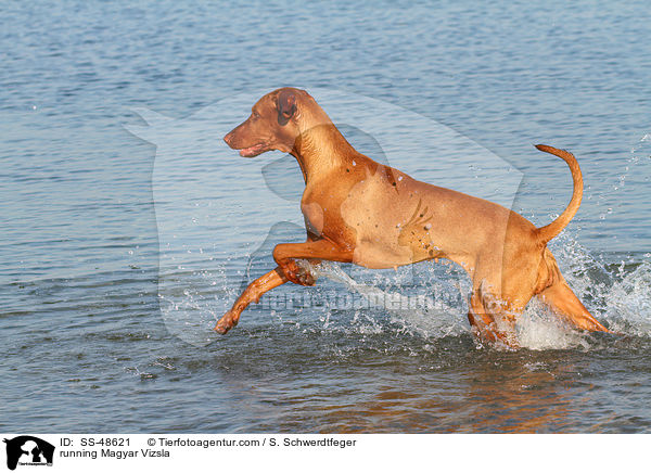 running Magyar Vizsla / SS-48621