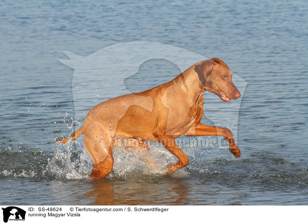 rennender Magyar Vizsla / running Magyar Vizsla / SS-48624