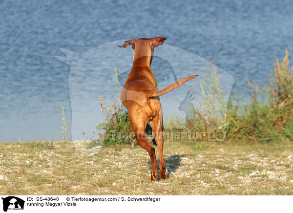 running Magyar Vizsla / SS-48640