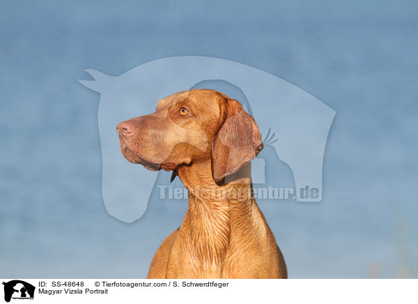 Magyar Vizsla Portrait / SS-48648