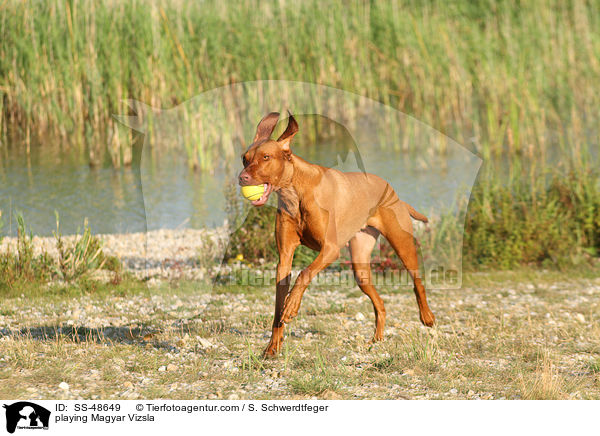 playing Magyar Vizsla / SS-48649