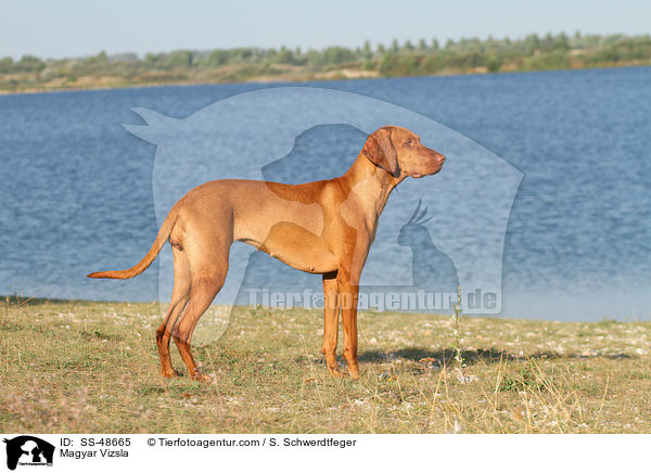 Magyar Vizsla / SS-48665