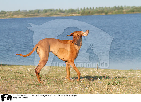 Magyar Vizsla / SS-48666