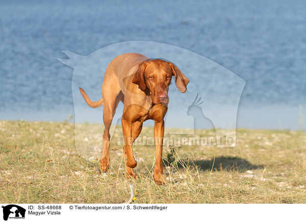 Magyar Vizsla / SS-48668