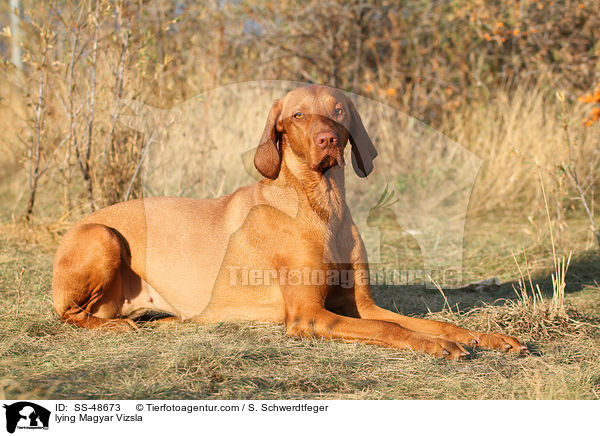 lying Magyar Vizsla / SS-48673