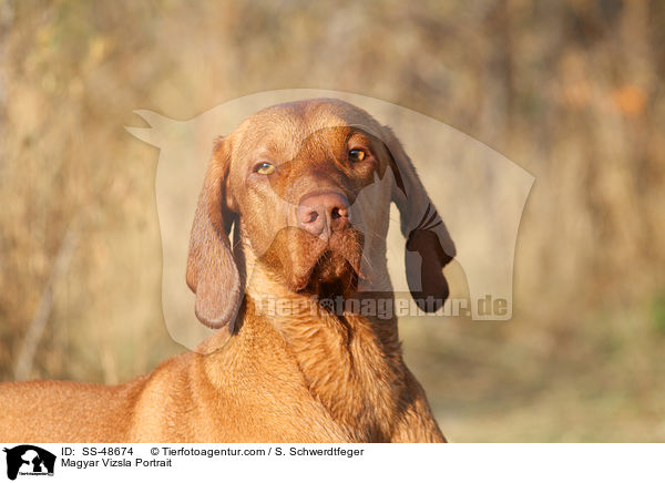 Magyar Vizsla Portrait / SS-48674