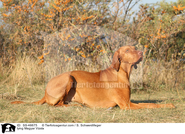 lying Magyar Vizsla / SS-48675