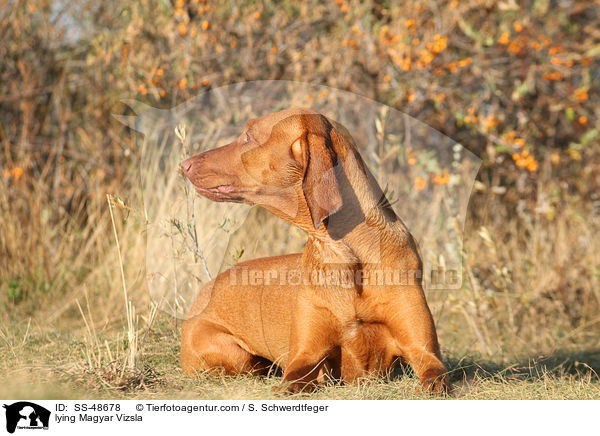 liegender Magyar Vizsla / lying Magyar Vizsla / SS-48678