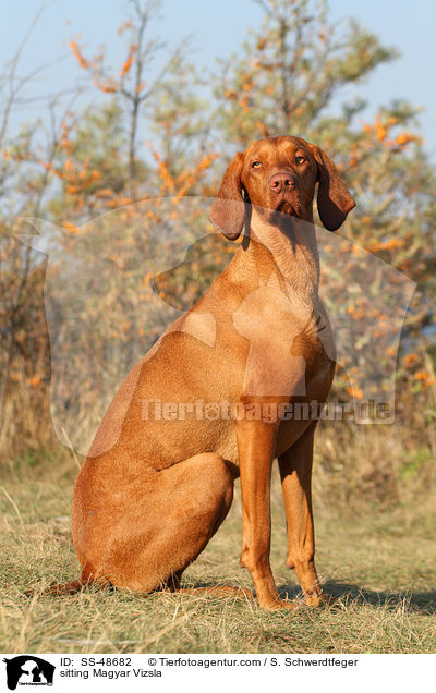 sitzender Magyar Vizsla / sitting Magyar Vizsla / SS-48682