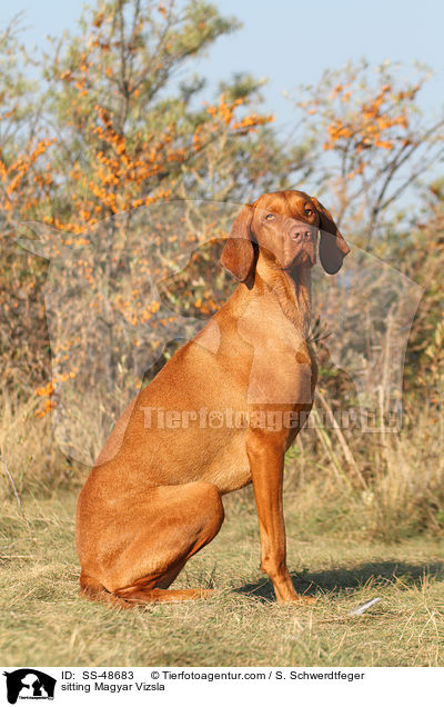 sitting Magyar Vizsla / SS-48683