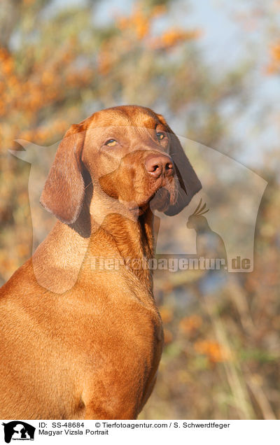 Magyar Vizsla Portrait / Magyar Vizsla Portrait / SS-48684