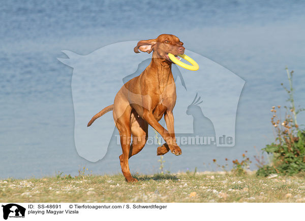 spielender Magyar Vizsla / playing Magyar Vizsla / SS-48691