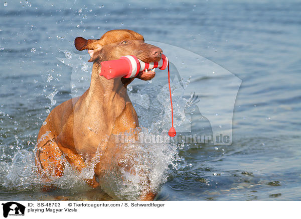 spielender Magyar Vizsla / playing Magyar Vizsla / SS-48703