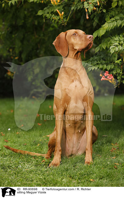 sitzender Magyar Vizsla / sitting Magyar Vizsla / RR-90698