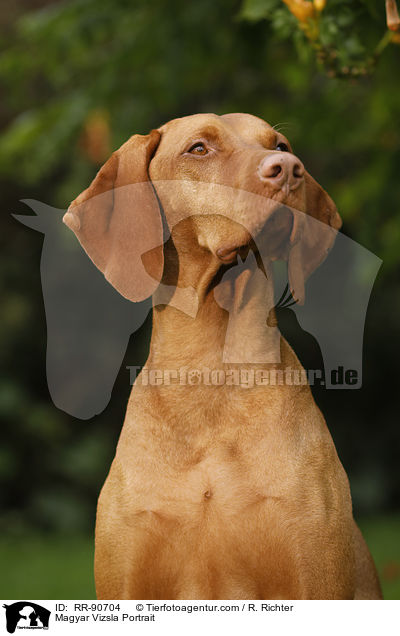 Magyar Vizsla Portrait / RR-90704