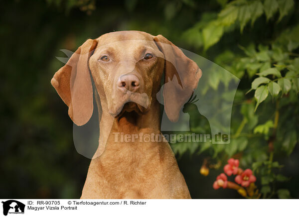 Magyar Vizsla Portrait / RR-90705