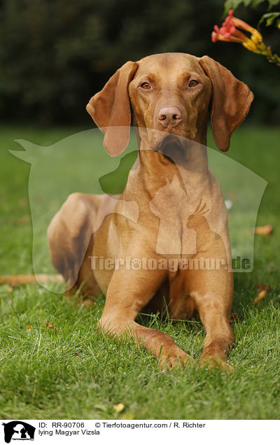 lying Magyar Vizsla / RR-90706