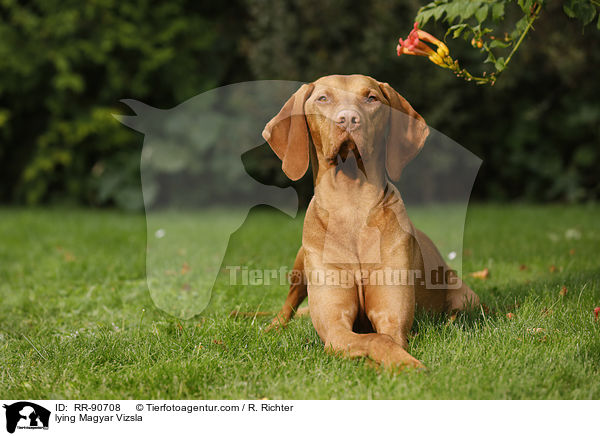 lying Magyar Vizsla / RR-90708