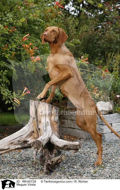 Magyar Vizsla / Magyar Vizsla / RR-90726