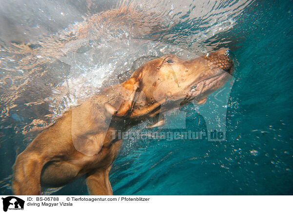 tauchender Magyar Vizsla / diving Magyar Vizsla / BS-06788