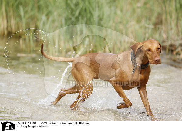 walking Magyar Vizsla / RR-91857