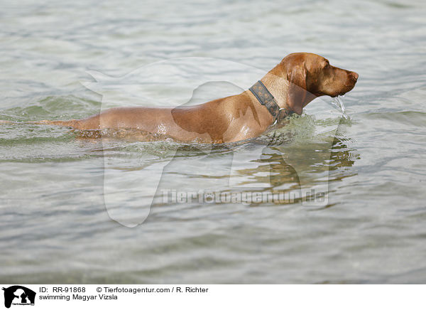 swimming Magyar Vizsla / RR-91868