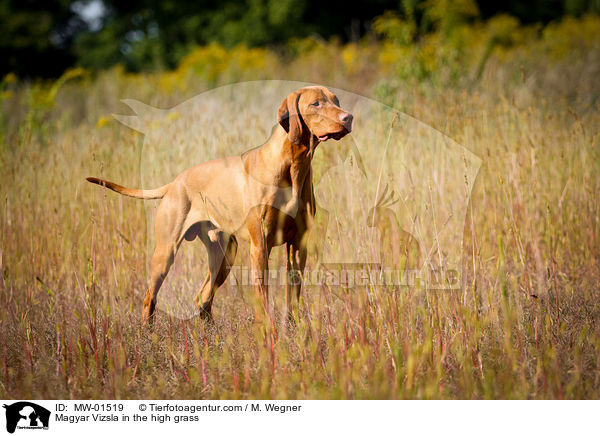 Magyar Vizsla in the high grass / MW-01519