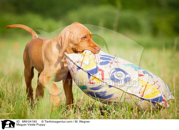 Magyar Vizsla Welpe / Magyar Vizsla Puppy / MW-04180