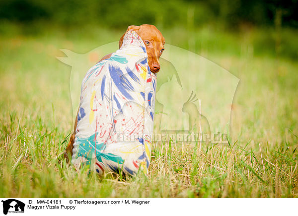 Magyar Vizsla Welpe / Magyar Vizsla Puppy / MW-04181