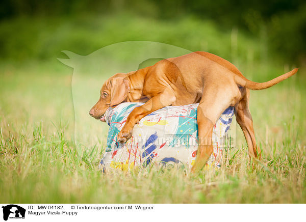 Magyar Vizsla Welpe / Magyar Vizsla Puppy / MW-04182