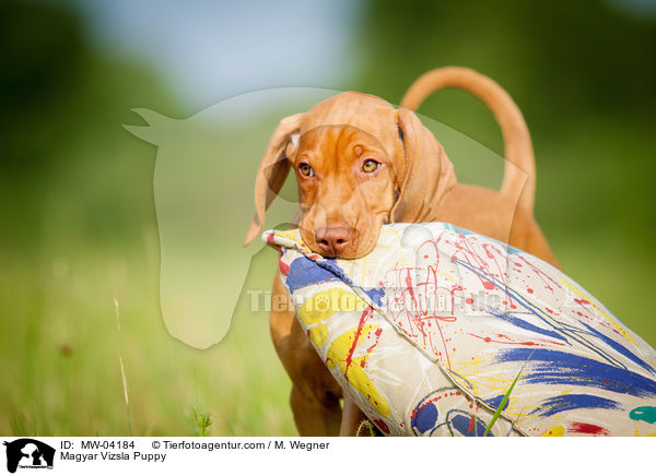 Magyar Vizsla Welpe / Magyar Vizsla Puppy / MW-04184