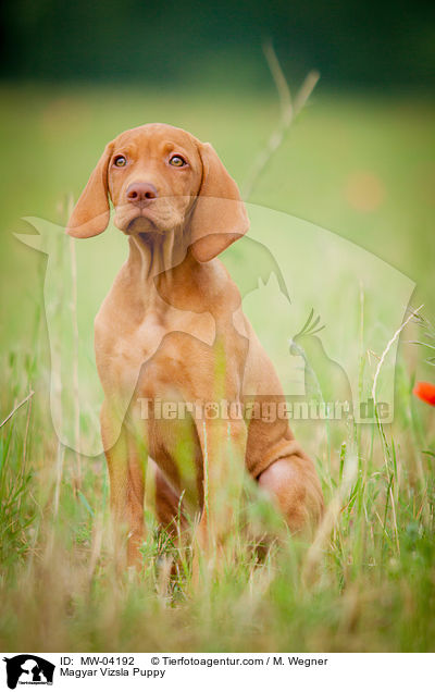 Magyar Vizsla Welpe / Magyar Vizsla Puppy / MW-04192