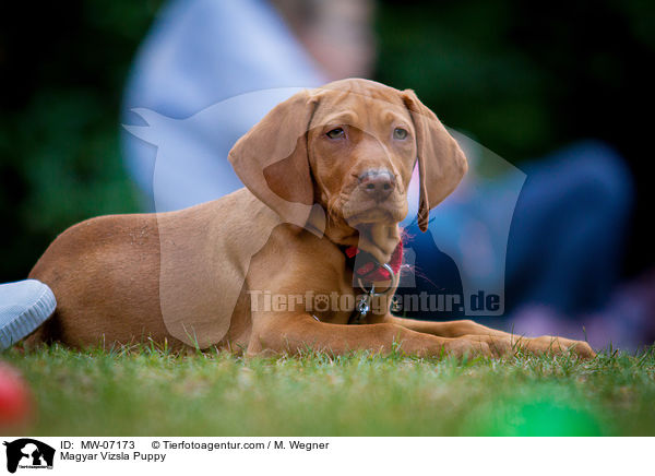 Magyar Vizsla Puppy / MW-07173