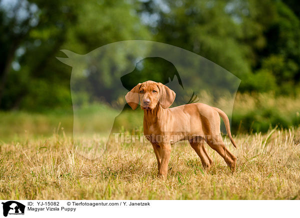 Magyar Vizsla Welpe / Magyar Vizsla Puppy / YJ-15082