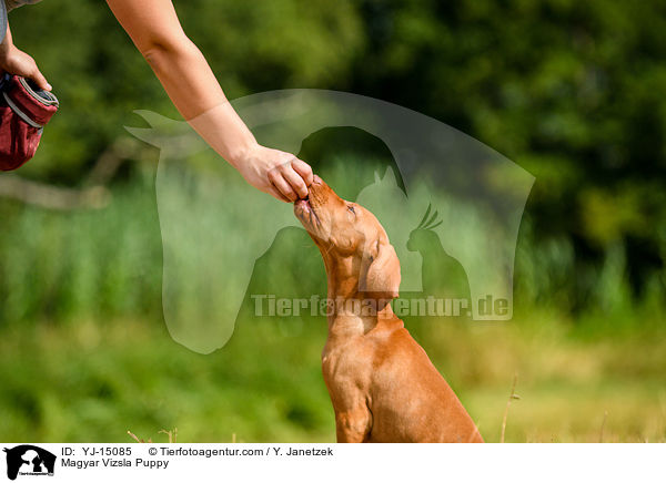 Magyar Vizsla Welpe / Magyar Vizsla Puppy / YJ-15085