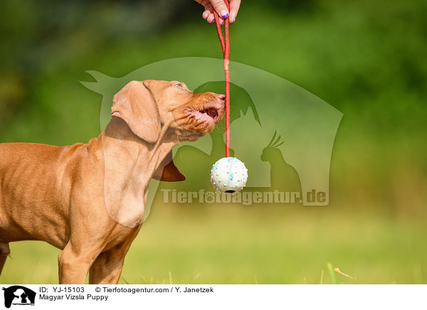 Magyar Vizsla Puppy / YJ-15103