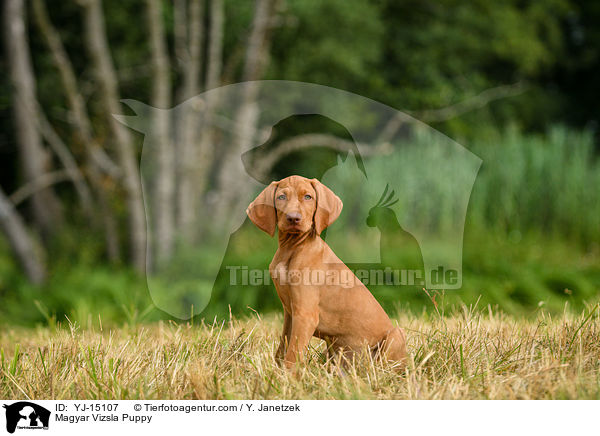 Magyar Vizsla Puppy / YJ-15107