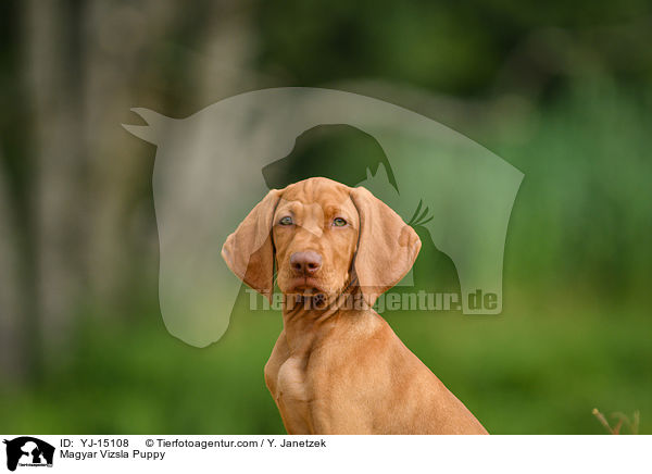 Magyar Vizsla Puppy / YJ-15108