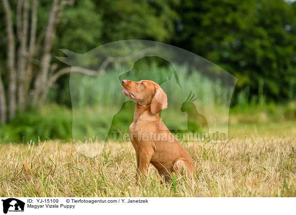 Magyar Vizsla Puppy / YJ-15109