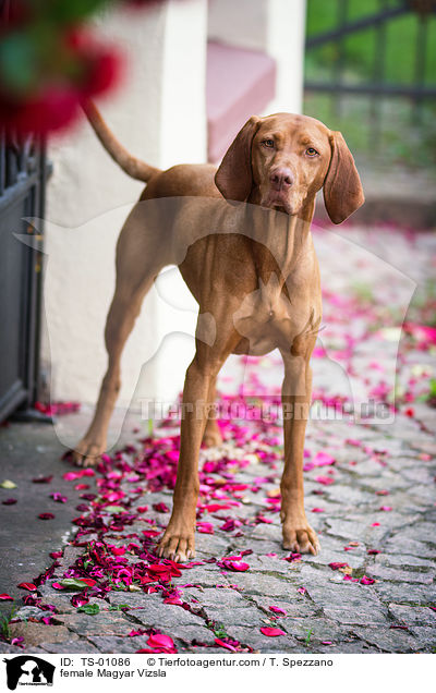 female Magyar Vizsla / TS-01086