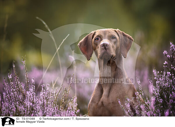 Magyar Vizsla Hndin / female Magyar Vizsla / TS-01088