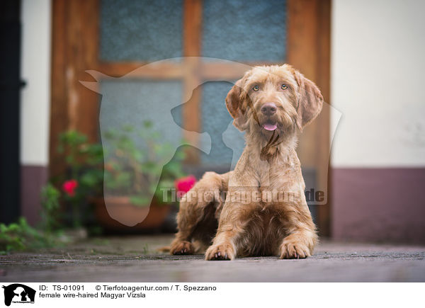 female wire-haired Magyar Vizsla / TS-01091