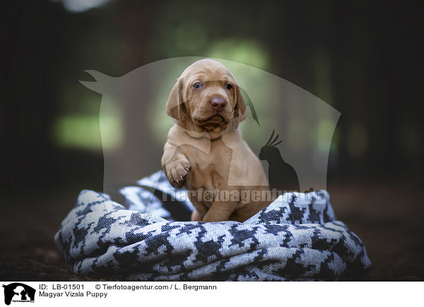 Magyar Vizsla Puppy / LB-01501