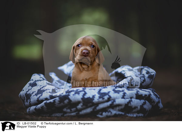 Magyar Vizsla Puppy / LB-01502