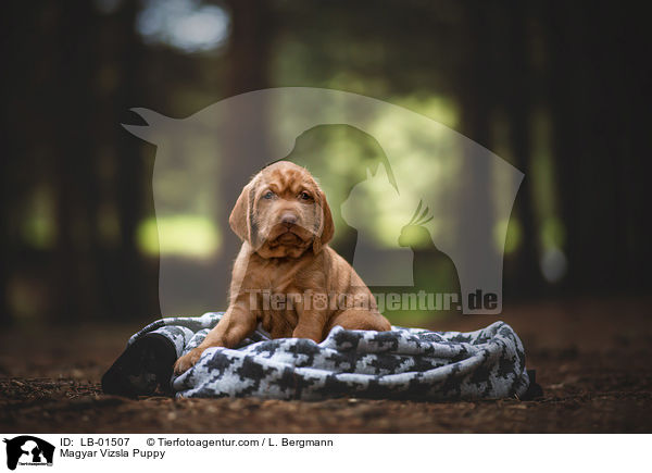 Magyar Vizsla Puppy / LB-01507