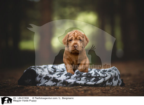 Magyar Vizsla Puppy / LB-01508